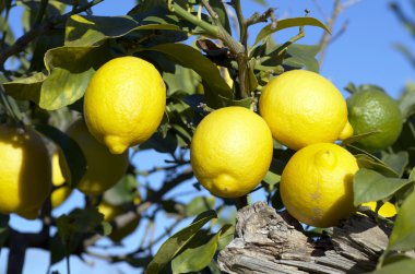 limon ağacı üzerinde