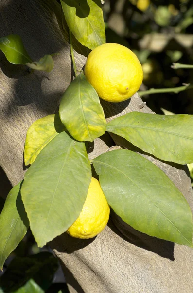 ツリー上のリモン — ストック写真
