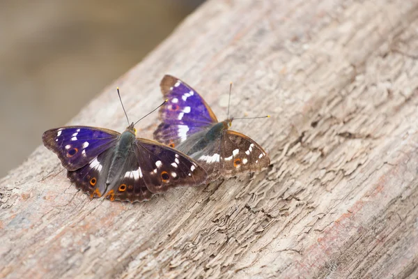 Kelebekler — Stok fotoğraf