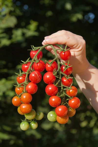 Dos ramas de los tomates — Foto de Stock