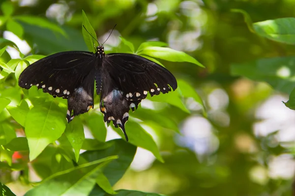 Borboleta preta — Fotografia de Stock