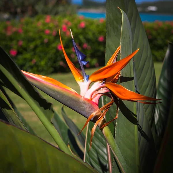 Flower Bermuda — Stock Photo, Image