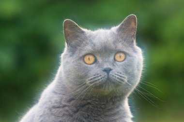 İngiliz kedi portresi