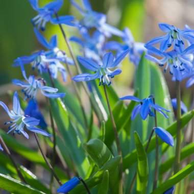 İlk bahar çiçekleri 