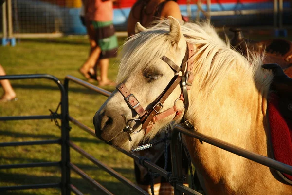 Cavallo a Perth — Foto Stock