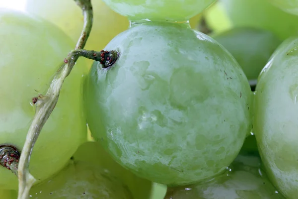 üzüm ve kök portre