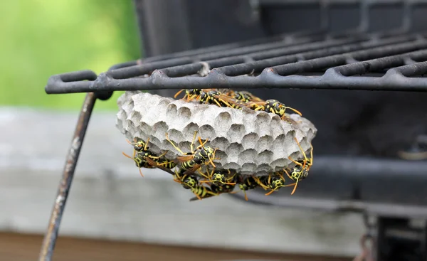 yellowjacket arıların kovanı