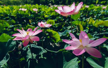 Gölette nilüfer çiçeği