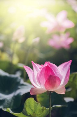 Gölette nilüfer çiçeği