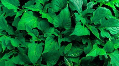 Tropikal yapraklar, soyut yeşil yapraklar doku, doğa arka plan