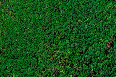 Tropikal yapraklar, soyut yeşil yapraklar doku, doğa arka plan