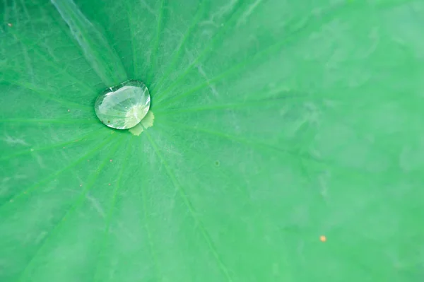 Gotas Agua Hoja Verde — Foto de Stock