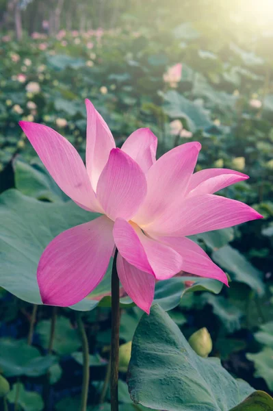 池の蓮の花 — ストック写真