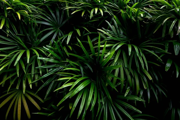 Tropische Blätter Abstrakte Grüne Blätter Textur Natur Hintergrund — Stockfoto