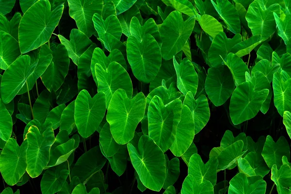 Hojas Tropicales Hojas Verdes Abstractas Textura Naturaleza Fondo — Foto de Stock