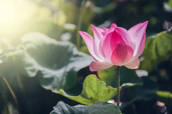 Fleur Lotus Dans Étang — Photo