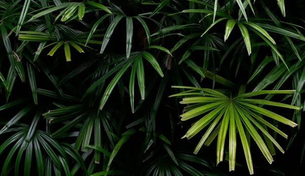 Tropikal Yapraklar Soyut Yeşil Yapraklar Doku Doğa Arka Plan — Stok fotoğraf
