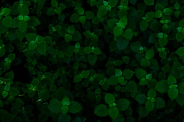 熱帯の葉のぼかしの背景 抽象的な緑の葉の質感 自然背景 — ストック写真