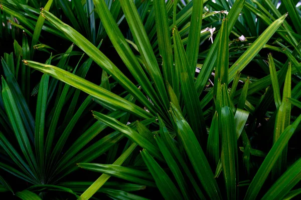 Hojas Tropicales Hojas Verdes Abstractas Textura Naturaleza Fondo —  Fotos de Stock