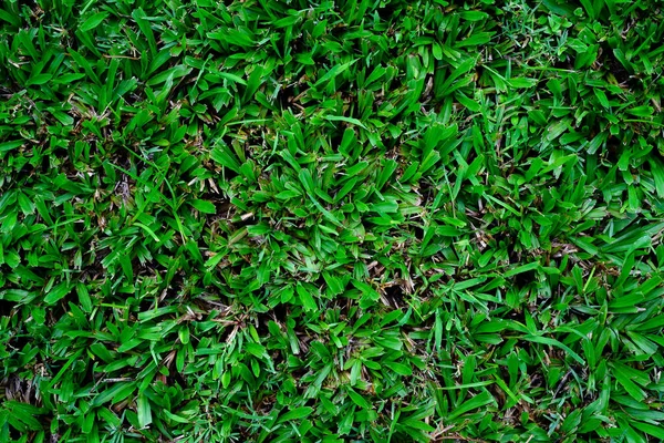 Тропічні Листя Текстура Абстрактного Зеленого Листя Фон Природи — стокове фото
