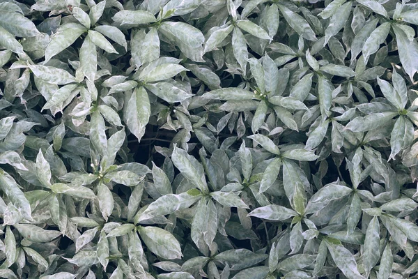 Tropische Bladeren Abstracte Groene Bladeren Textuur Natuur Achtergrond — Stockfoto