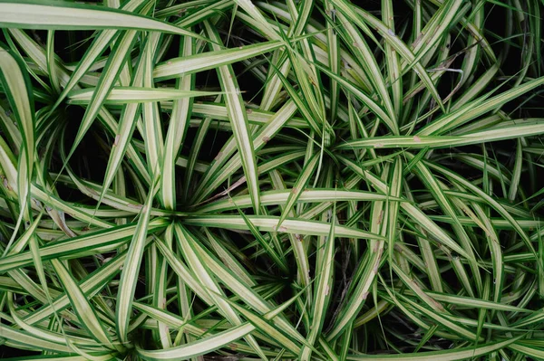 Daun Tropis Tekstur Daun Hijau Abstrak Latar Belakang Alam — Stok Foto