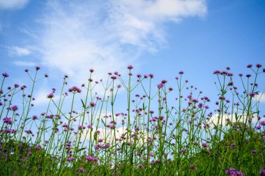 Mavi gökyüzünün üzerindeki çimlerde çiçekler
