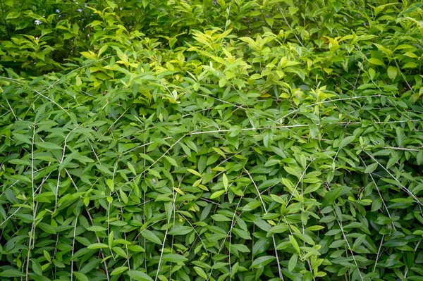 Daun Tropis Tekstur Daun Hijau Abstrak Latar Belakang Alam — Stok Foto