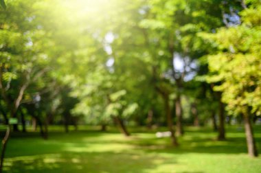 Tropik yaprakların bulanık karası, soyut yeşil yaprak dokusu, doğa arka planı.
