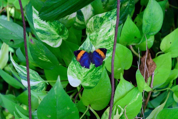 Una Mariposa Sobre Las Hojas Verdes Concepto Naturaleza Espacio Libre — Foto de Stock