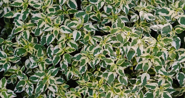热带叶 抽象绿叶纹理 自然背景 — 图库照片