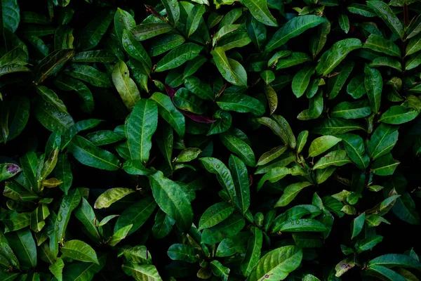 Тропические Листья Абстрактные Зеленые Листья Текстуры Природный Фон — стоковое фото