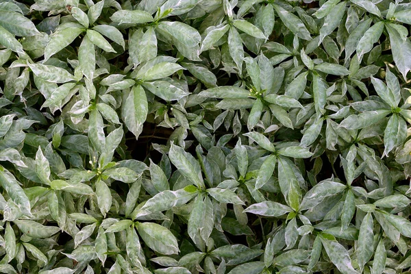 Daun Tropis Tekstur Daun Hijau Abstrak Latar Belakang Alam — Stok Foto