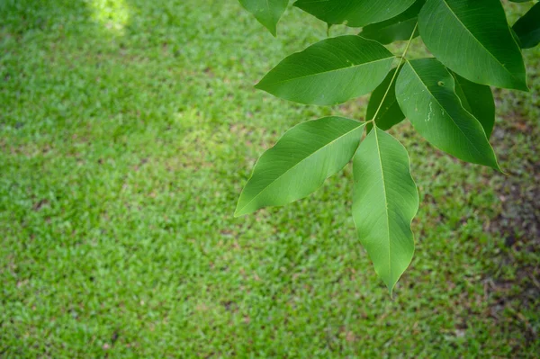 Schwarzgrundierung Tropischer Blätter Abstrakte Grüne Blättertextur Naturhintergrund — Stockfoto