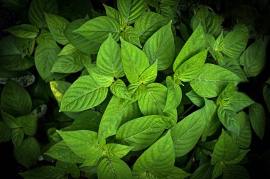 soyut yeşil yaprak dokusu, tropikal yaprak yeşili doğa koyu yeşil arkaplan