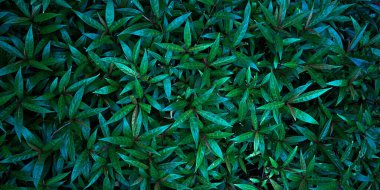 Koyu yeşil tropikal yaprakların (canavar, palmiye, hindistan cevizi yaprağı, eğreltiotu, palmiye yaprağı, muz yaprağı) grup arka planı) panorama. Doğa konsepti