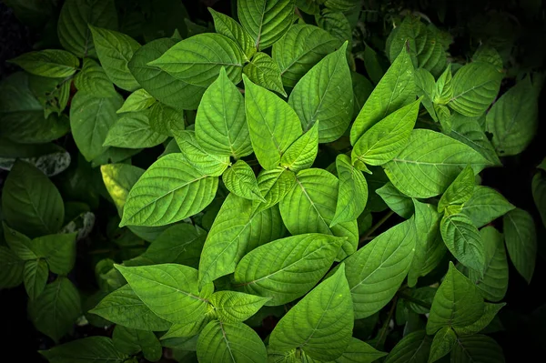 soyut yeşil yaprak dokusu, tropikal yaprak yeşili doğa koyu yeşil arkaplan