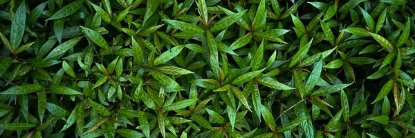 Ομάδα Φόντο Σκούρο Πράσινο Τροπικά Φύλλα Monstera Φοίνικα Φύλλα Καρύδας — Φωτογραφία Αρχείου