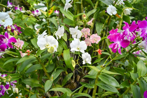 Orquídeas Coloridas Jardim Orchidaceae Orquídeas Estão Disponíveis Rosa Branco Roxo — Fotografia de Stock