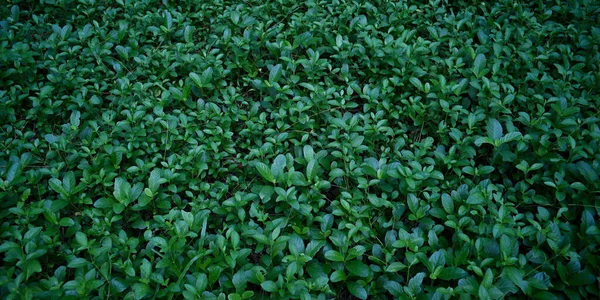 Latar Belakang Kelompok Daun Tropis Hijau Tua Monstera Palem Daun — Stok Foto