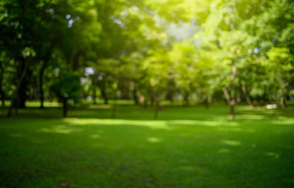 Suddig Blackground Tropiska Blad Abstrakta Gröna Blad Struktur Natur Bakgrund — Stockfoto