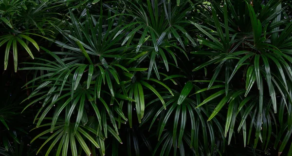 Hojas Tropicales Hojas Verdes Abstractas Textura Naturaleza Fondo — Foto de Stock