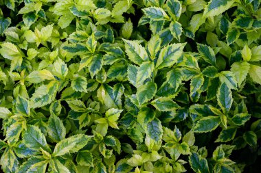 Tropikal yapraklar, soyut yeşil yapraklar doku, doğa arka plan