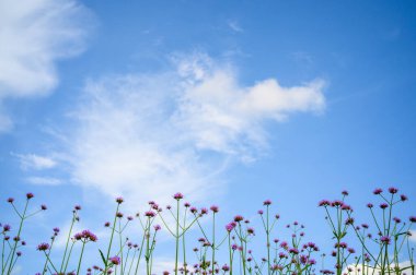 Mavi gökyüzünün üzerindeki çimlerde çiçekler