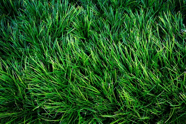 Tropische Blätter Abstrakte Grüne Blätter Textur Natur Hintergrund — Stockfoto