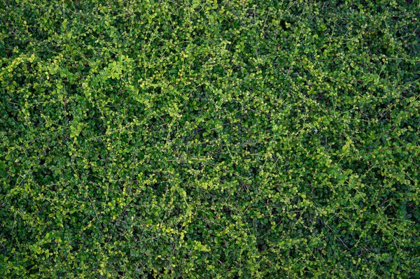 热带叶 抽象绿叶纹理 自然背景 — 图库照片