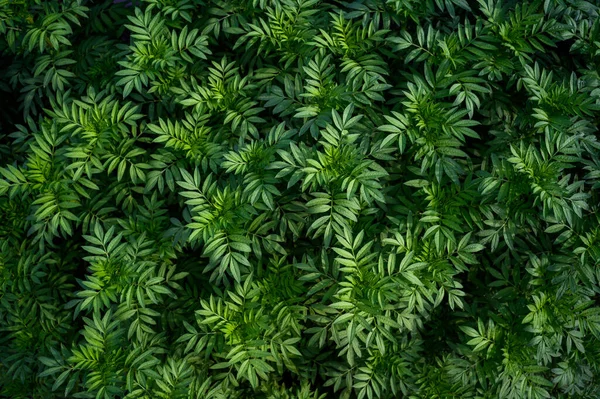 Trópusi Levelek Elvont Zöld Levelek Textúra Természet Háttér — Stock Fotó