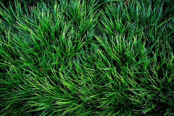 Tropische Blätter Abstrakte Grüne Blätter Textur Natur Hintergrund — Stockfoto