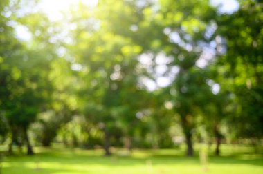 Bulanık yeşil tropikal yapraklar, soyut yeşil yaprak dokusu, doğa arka planı.
