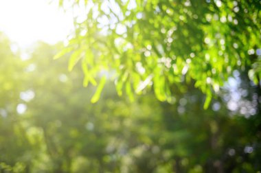 Bulanık yeşil tropikal yapraklar, soyut yeşil yaprak dokusu, doğa arka planı.